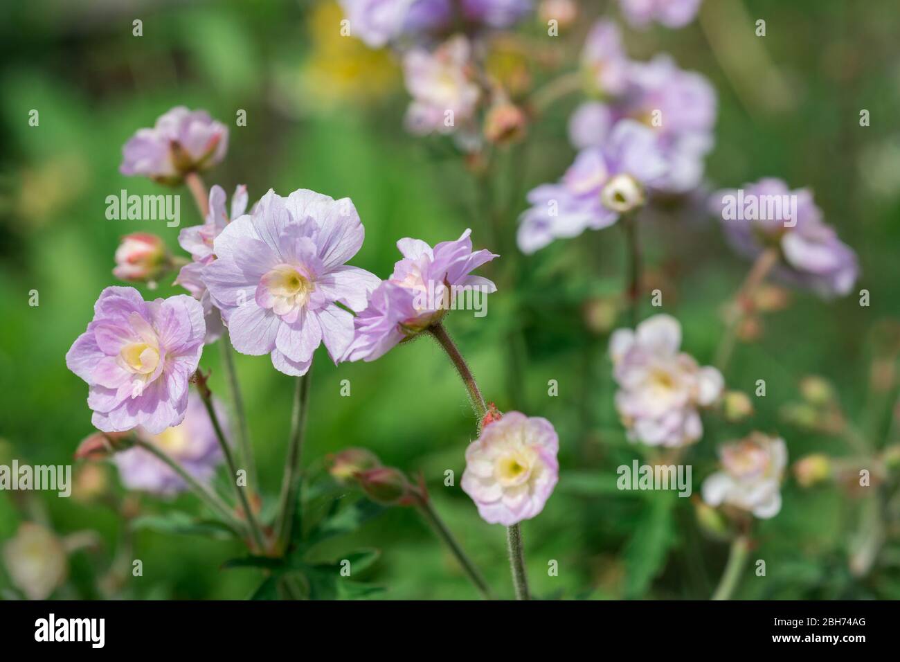 Geranium flower Summer Skies Stock Photo - Alamy