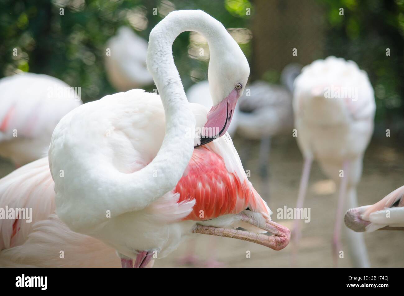 Pink flamingo live in lake and have green background Stock Photo Alamy