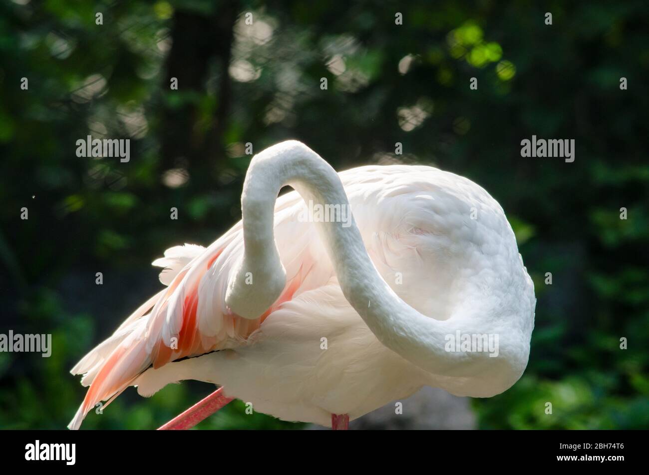 Pink flamingo live in lake and have green background Stock Photo Alamy