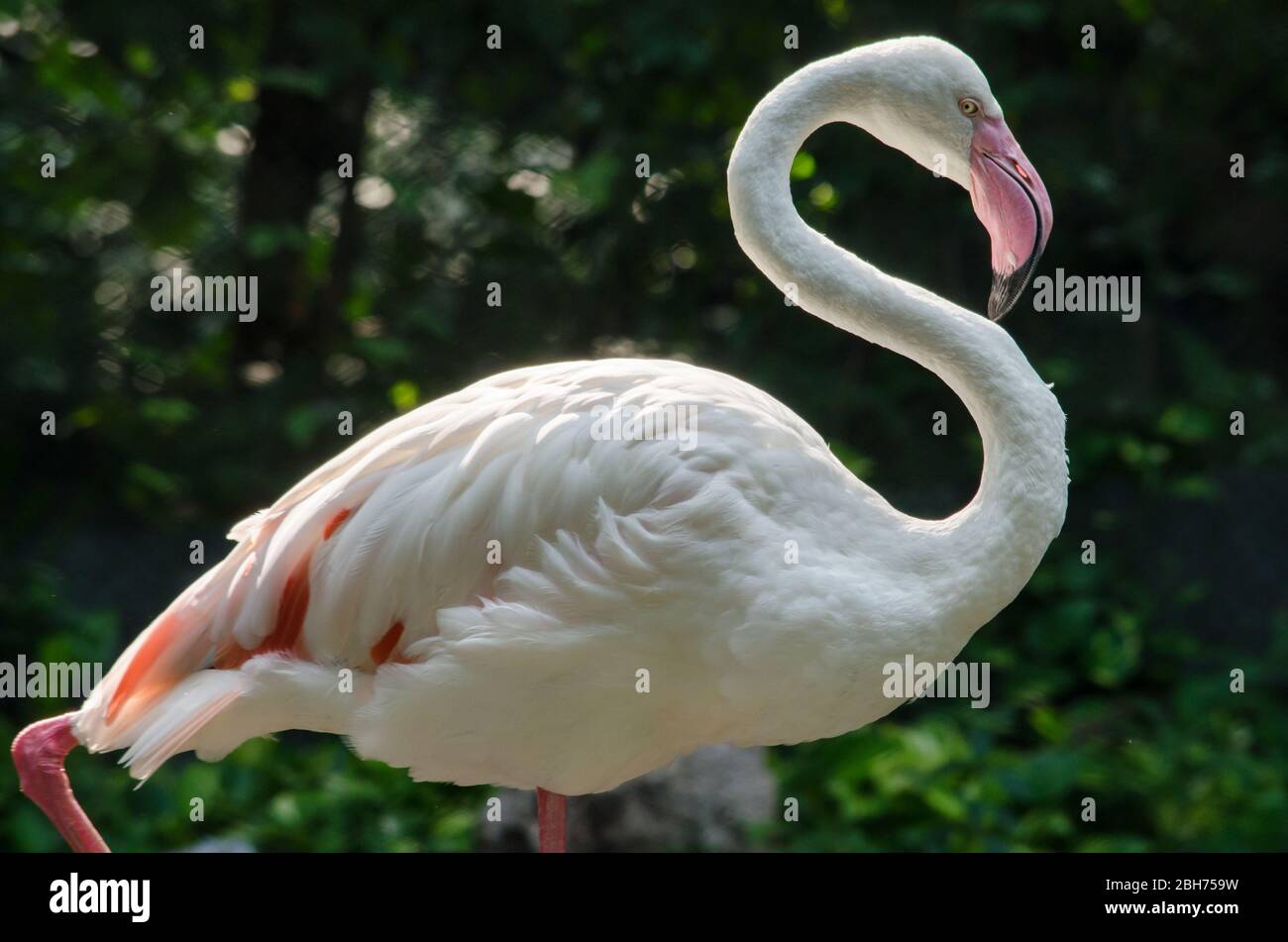 Pink flamingo live in lake and have green background Stock Photo Alamy