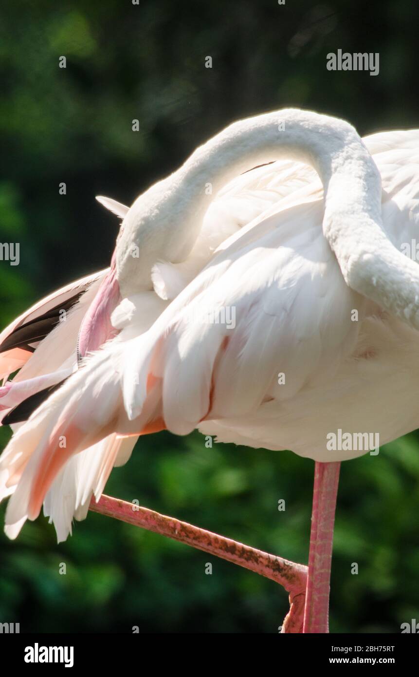 Pink flamingo live in lake and have green background Stock Photo Alamy