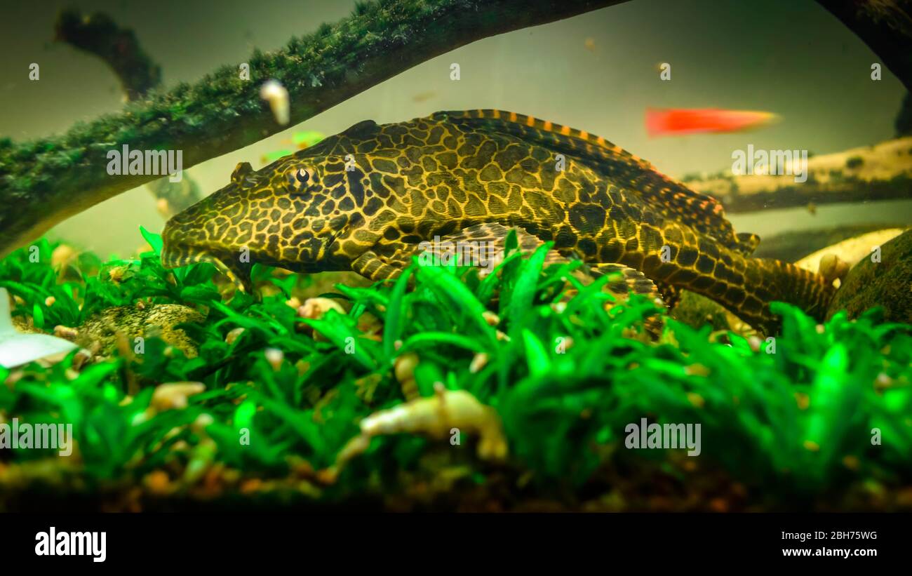 Plecostomus fish in the aquarium . Cat fish Stock Photo