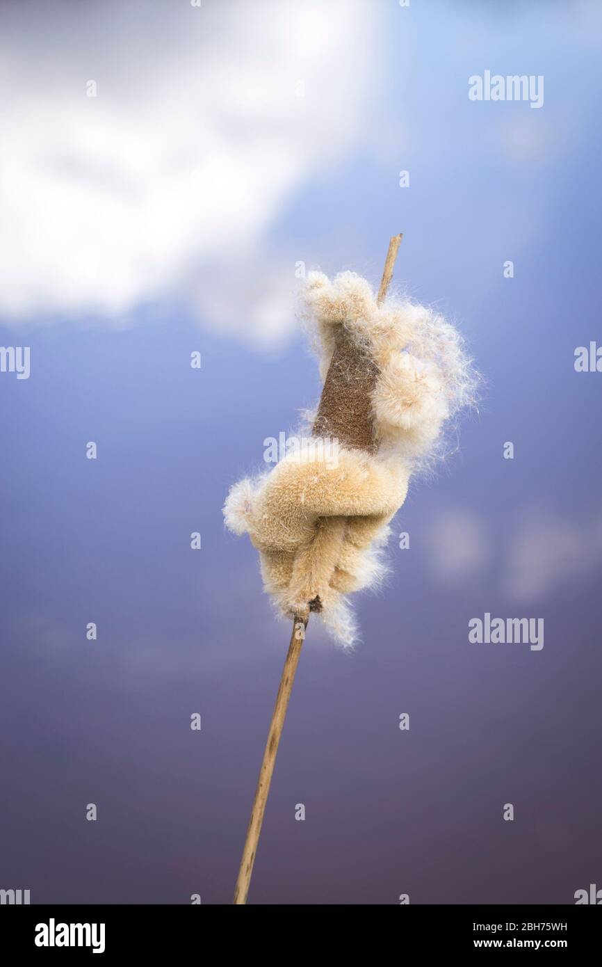 Close-up natural UK bulrush plant (Scirpoides holoschoenus) isolated outdoors at wetland area, water background with sky reflection. Stock Photo