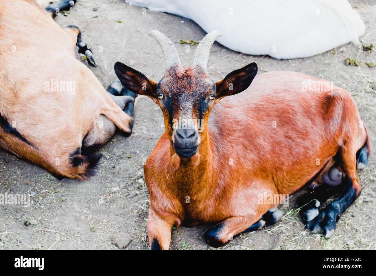 a beautiful goat sleeping near the fence Stock Photo