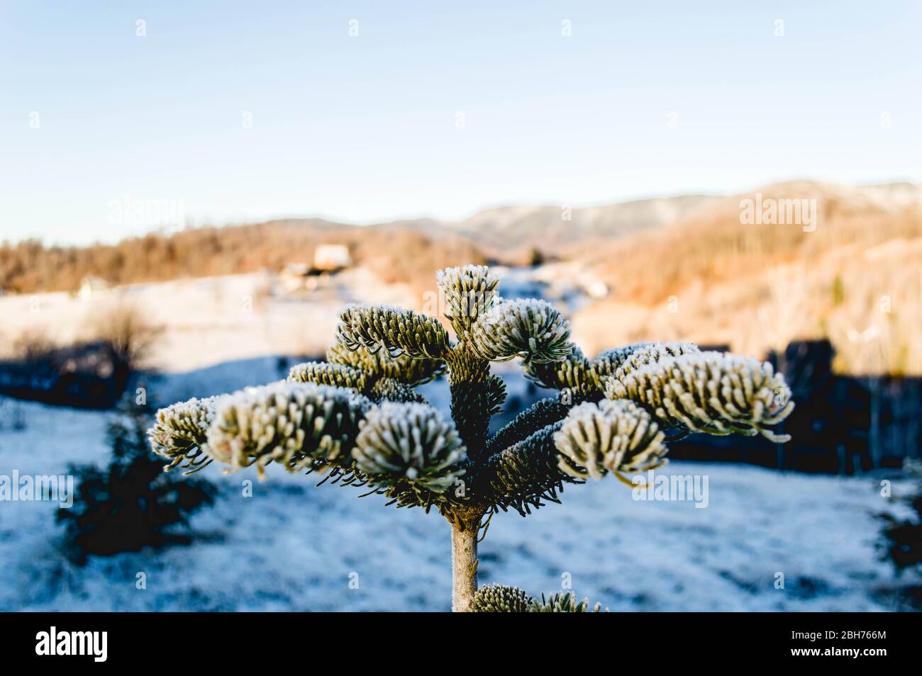 Pine tree leaves with snow hi-res stock photography and images - Alamy