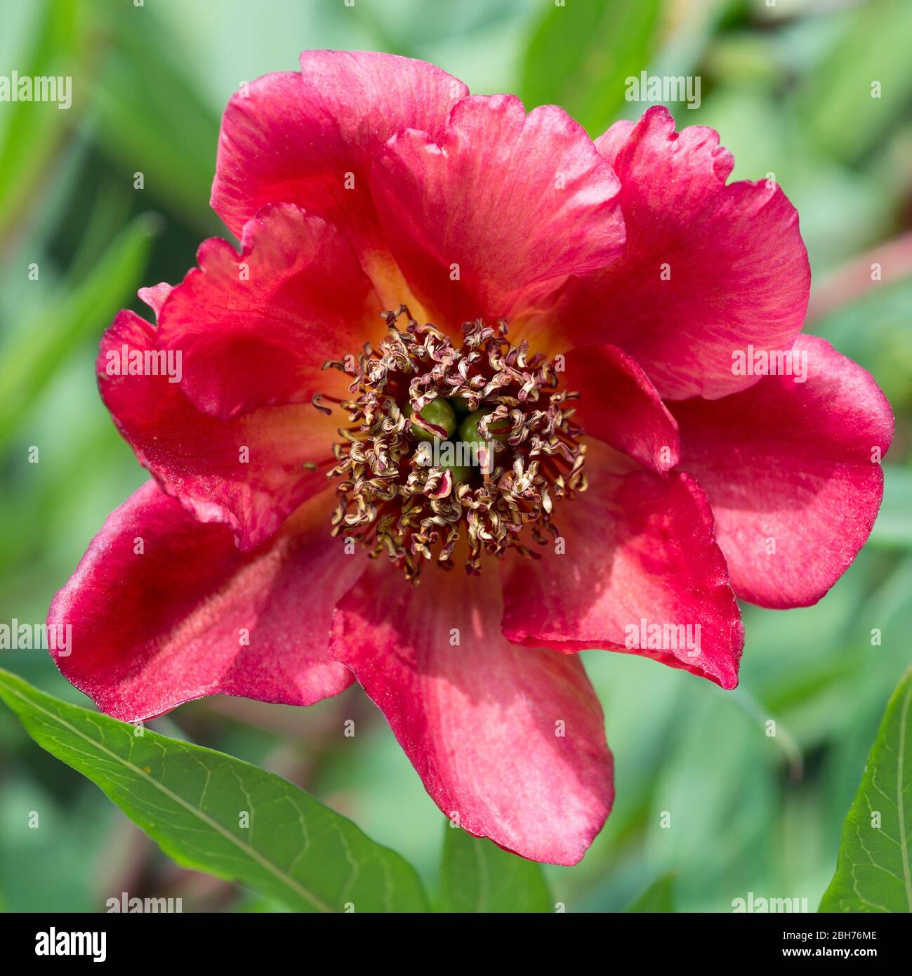 Paeonia delavayi flower Stock Photo Alamy