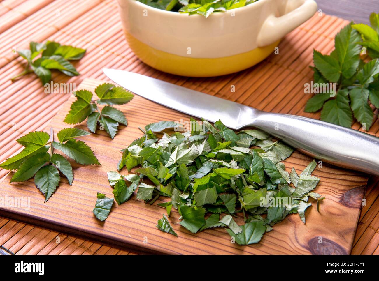 Using fresh young goutweed leaves for food in spring. Aegopodium podagraria commonly called ground elder, herb gerard, bishop's weed, gout wort. Stock Photo