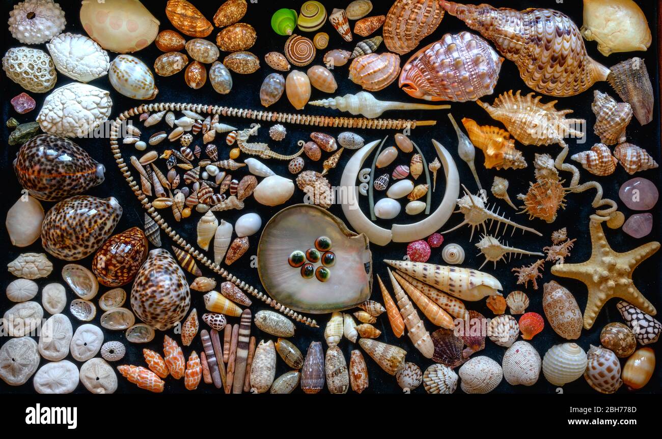 Arranged Marine Shell Collection. Pacific Marine Shells Stock Photo