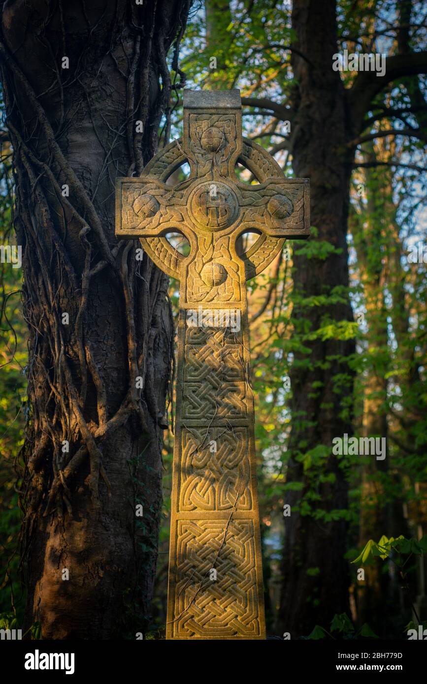 Sunlight on a Traditional Celtic Cross Tombstone in a Tranquil and Overgrown Cemetary Stock Photo