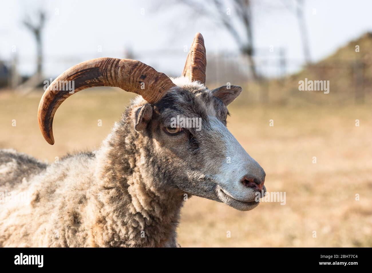 Closeup of a sheep with horns Stock Photo