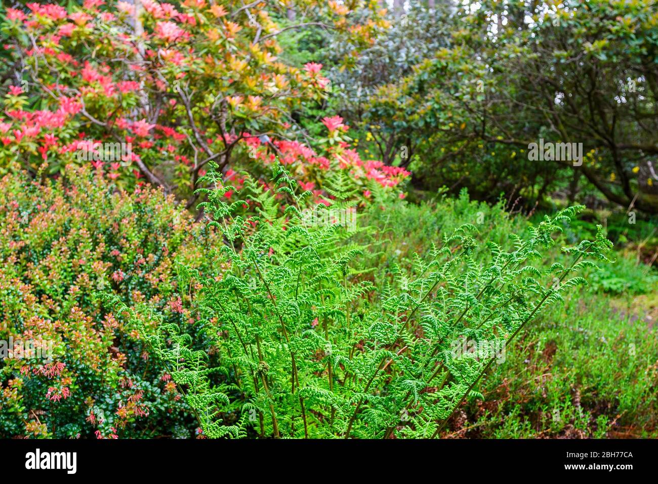 Blades of fern in a colorful woodland Stock Photo