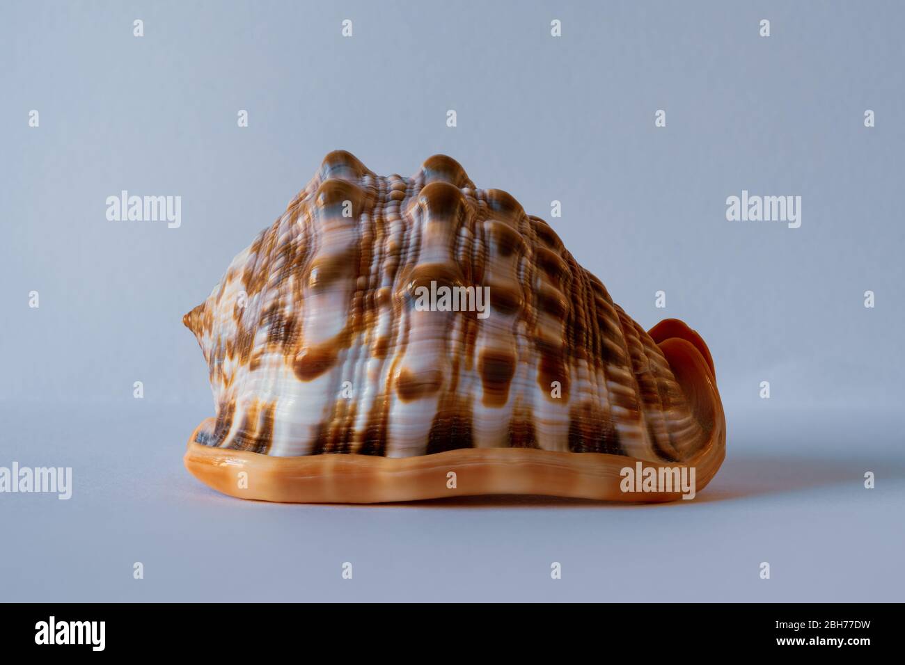 Bull Mouth Helmet Shell. Cypraecassis Rufa L. Pacific Seashell Stock ...