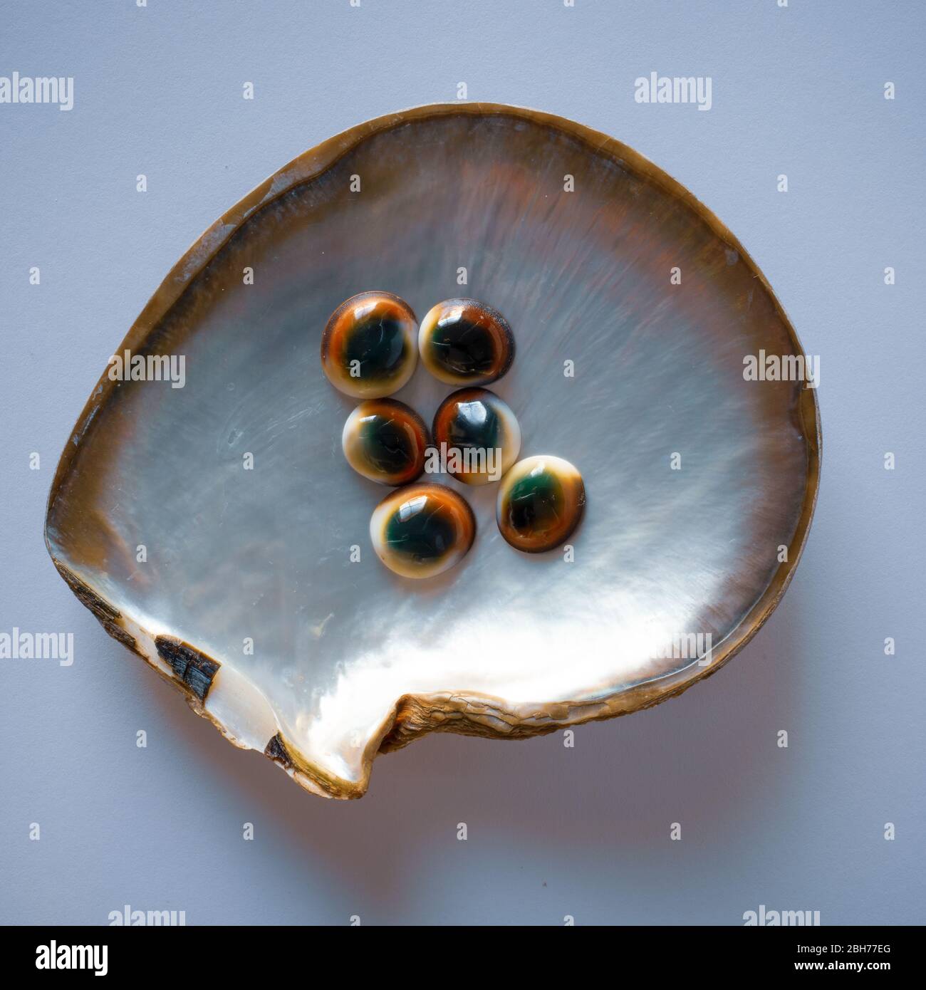 Cats Eye Operculum in a Pearl Oyster Shell Stock Photo Alamy
