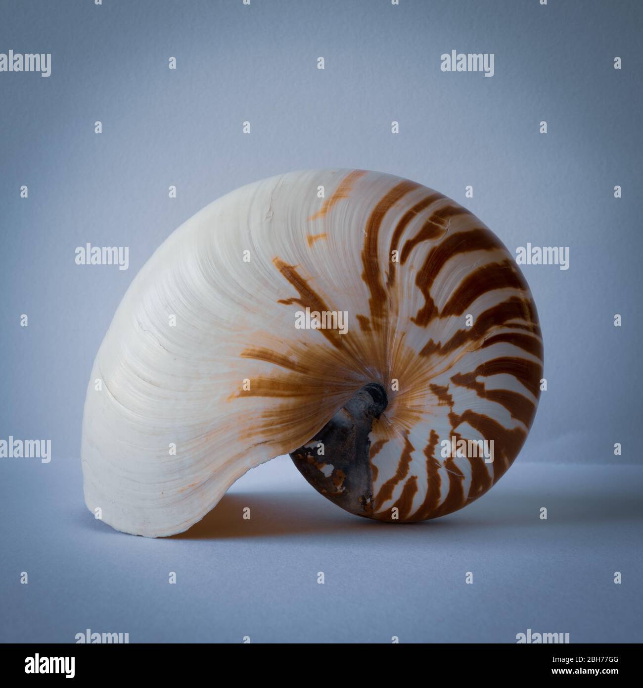 Chambered Nautilus Shell, Nautilidae Stock Photo