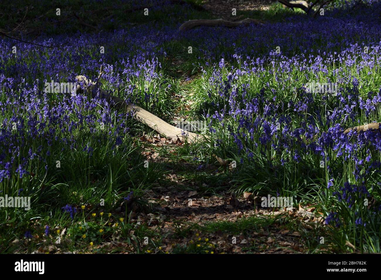 Bluebell flowers in the woods at  Ashridge Estate Berkhamsted Herts UK Stock Photo
