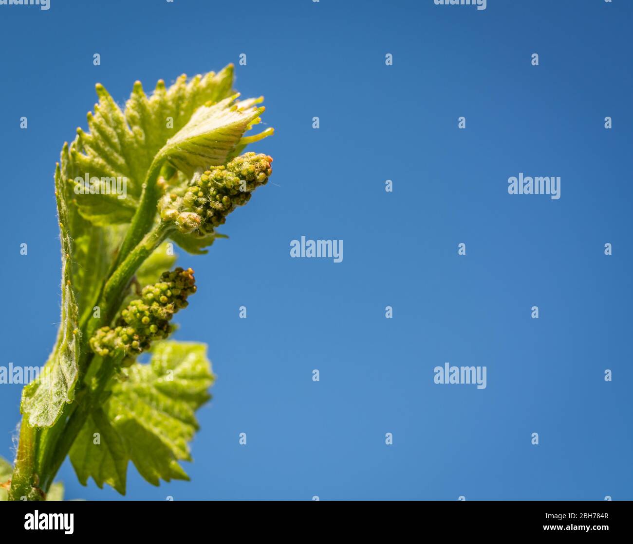 Grape Inflorescence Position Inflorescences hi-res stock photography and images - Alamy