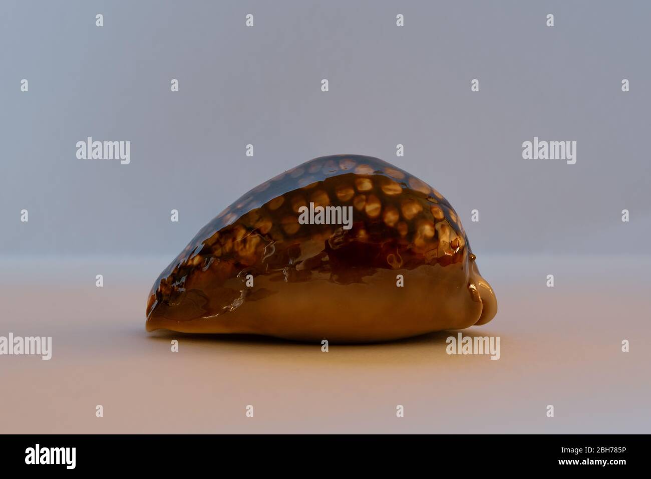 Hump-Back Cowrie. Cypraea Maurtiana L. Pacific Seashell Stock Photo