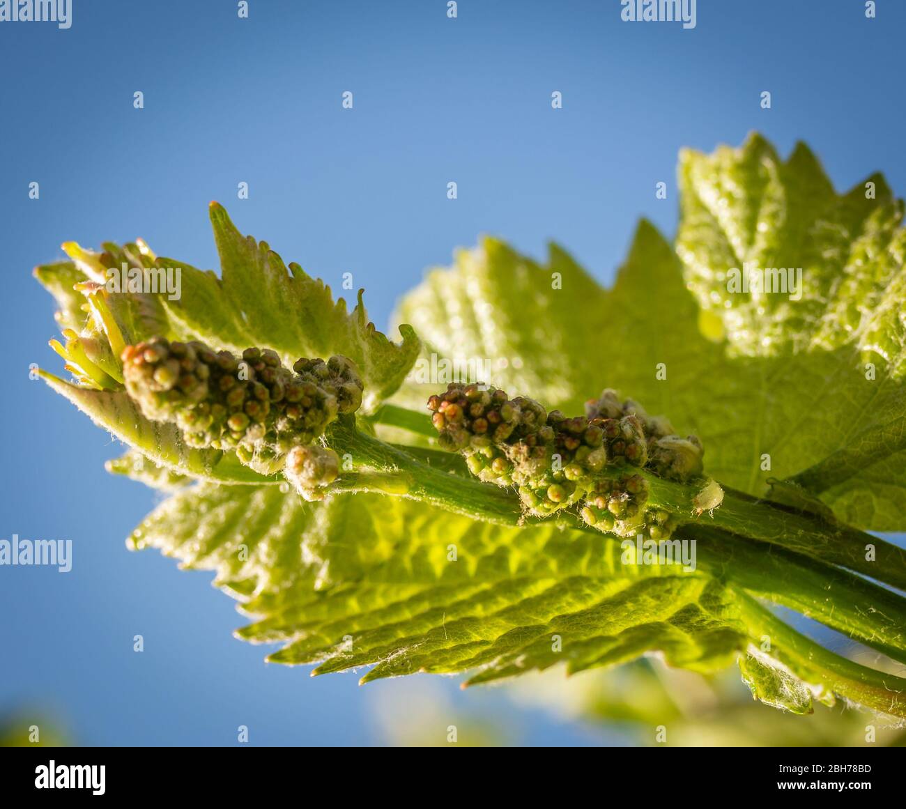 Grape Inflorescence Position Inflorescences hi-res stock photography and images - Alamy
