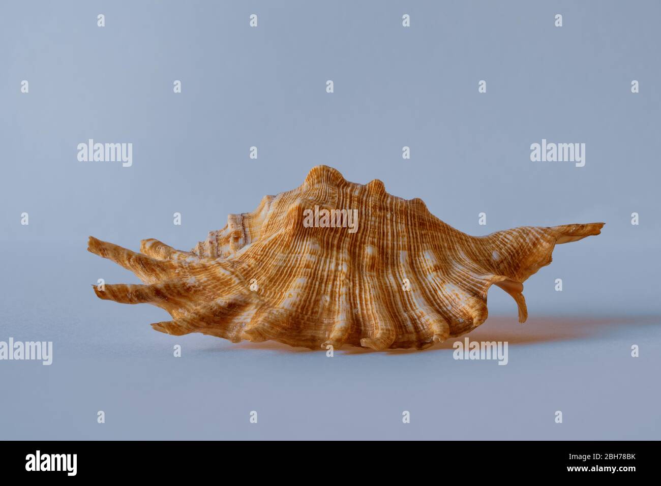 Milleped Spider Conch. Spider Conch. Lambis Millepeda L. Pacific Seashell Stock Photo