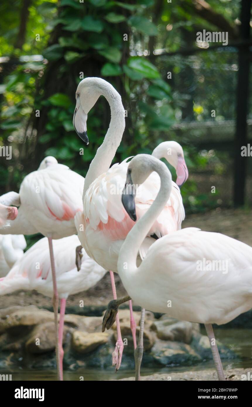 Pink flamingo live in lake and have green background Stock Photo Alamy