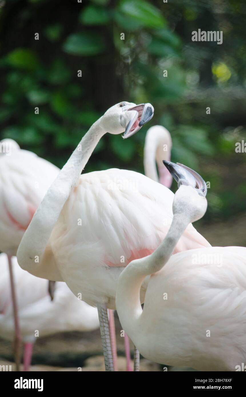 Pink flamingo live in lake and have green background Stock Photo Alamy