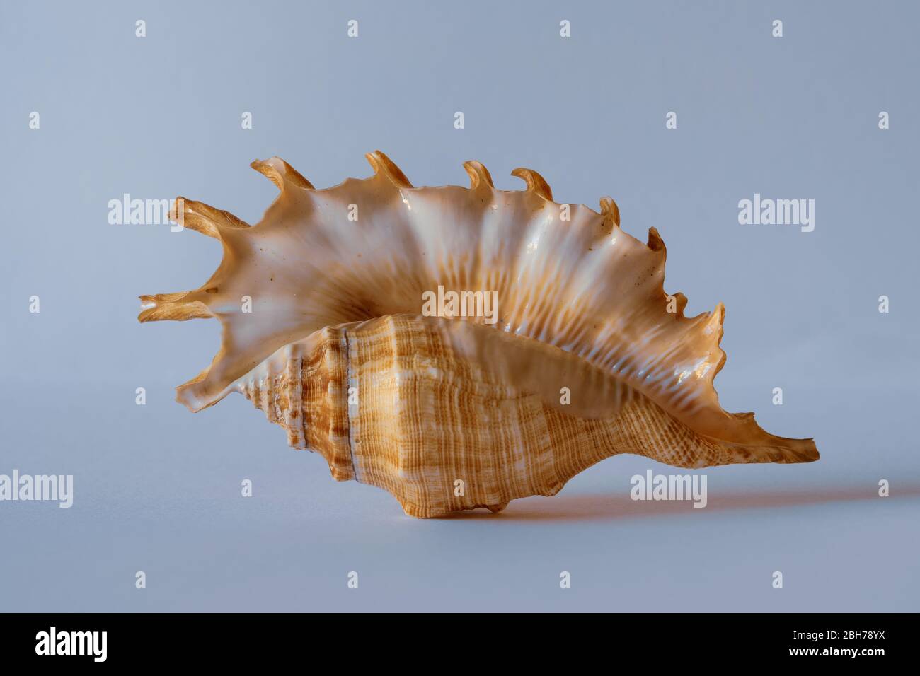 Spider Conch. Lambis Millepeda L. Milleped Spider Conch. Pacific Seashell Stock Photo