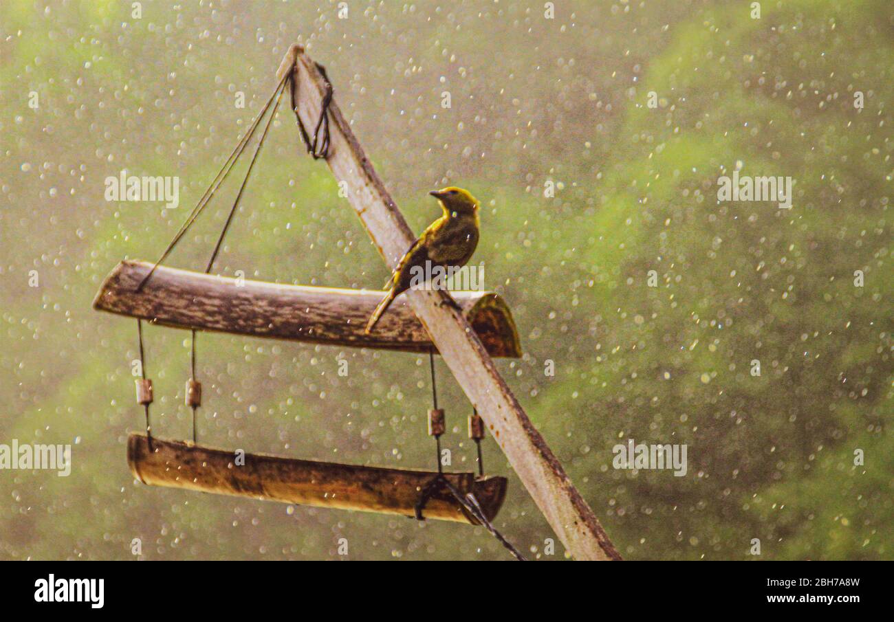 Wild bird in the rainforest during storm Stock Photo
