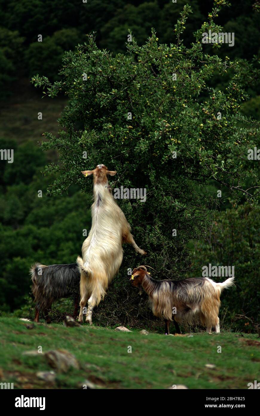 Goats eat leaves from a tree branches Stock Photo Alamy