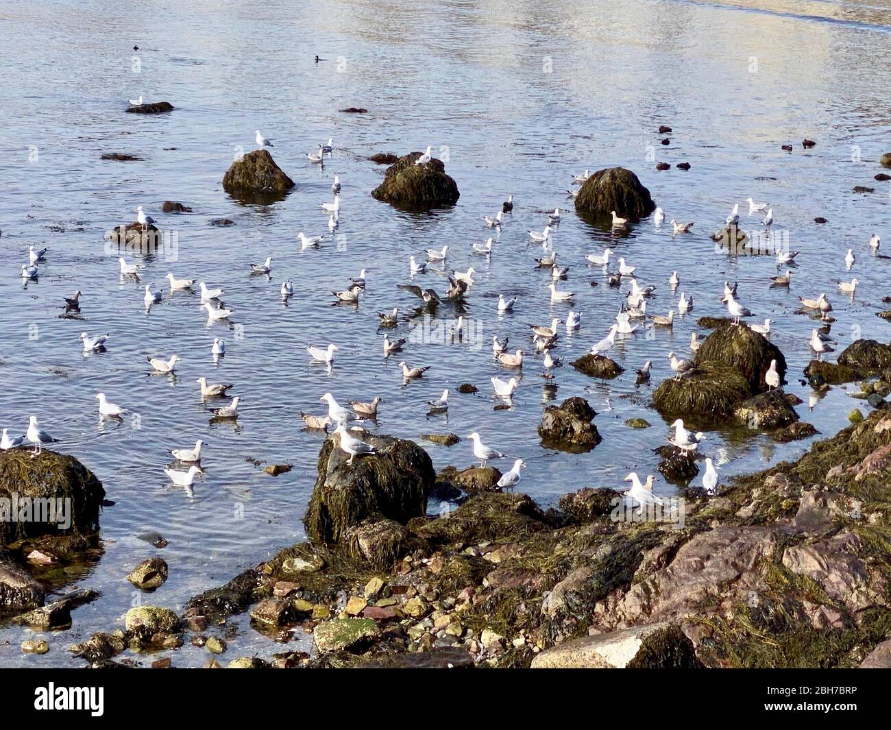 Variety of birds flocking together Stock Photo Alamy
