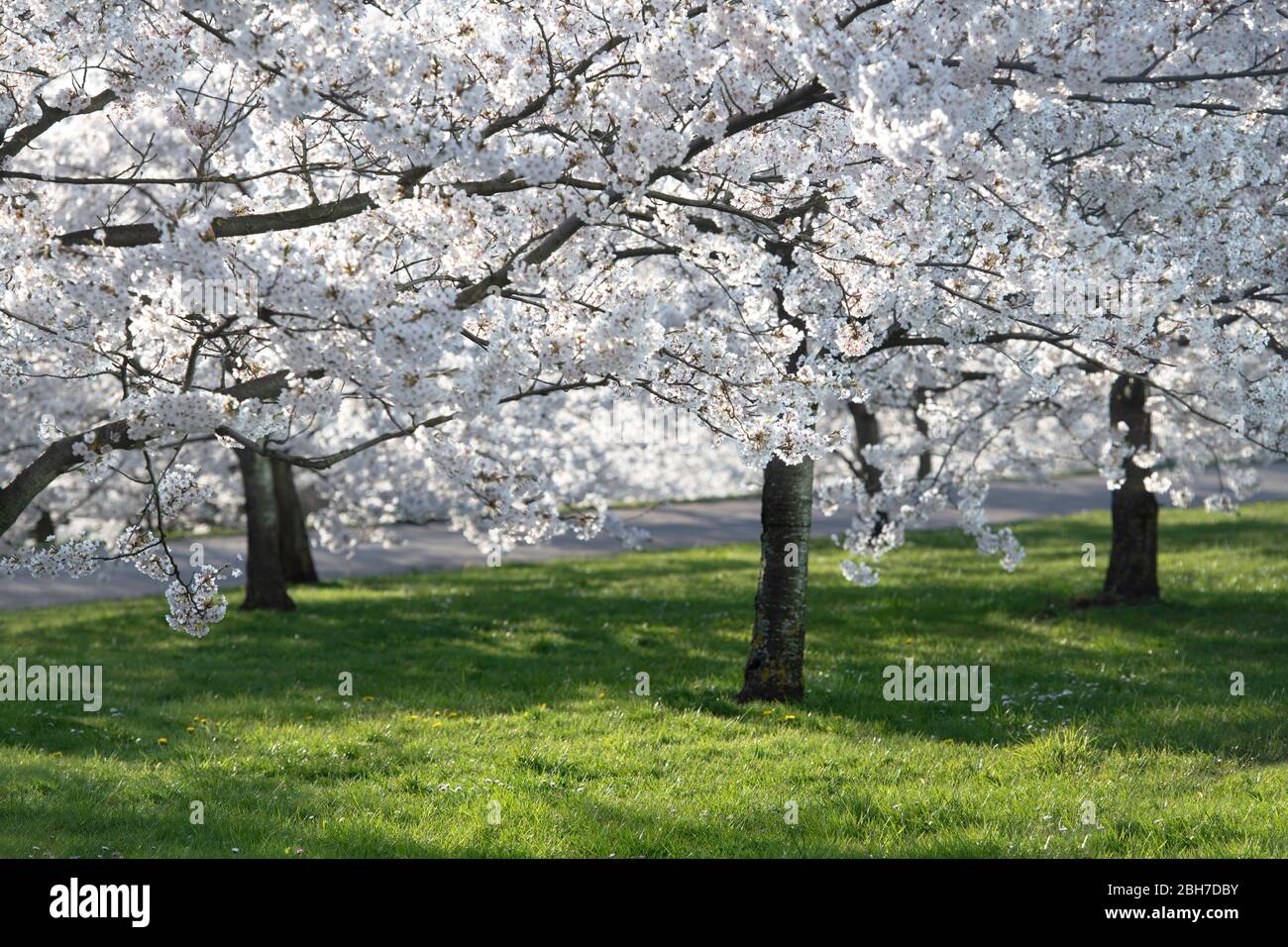 Japanese cherry blossom, spring background. Saturated photo Stock Photo Alamy