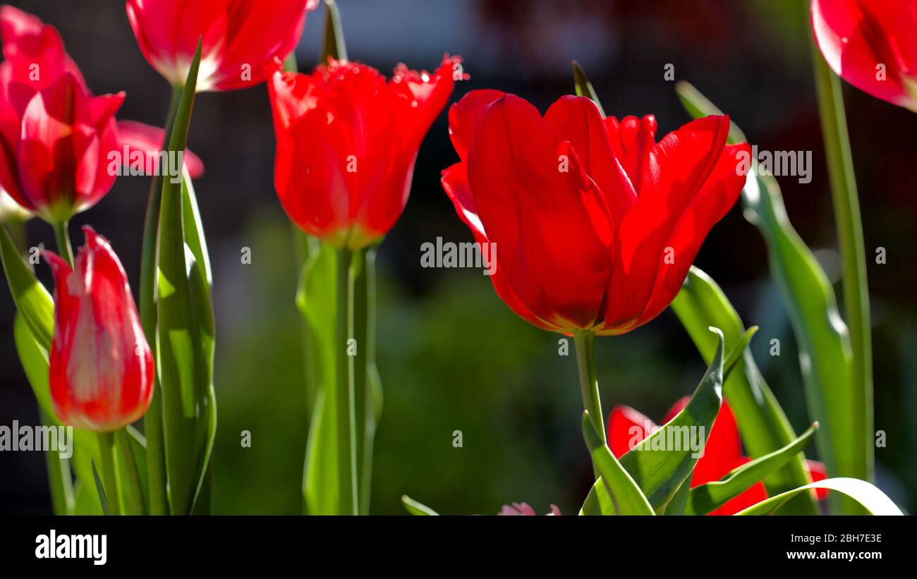 Tulipa 'Seadov' triumph tulip bulbs Stock Photo