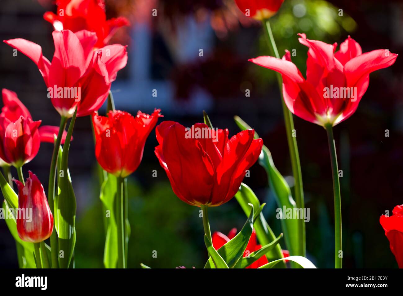 A beautiful display of mixed Tulips Stock Photo