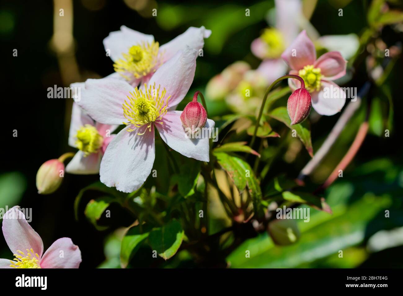 Clematis montana ‘Pink Perfection’ Stock Photo