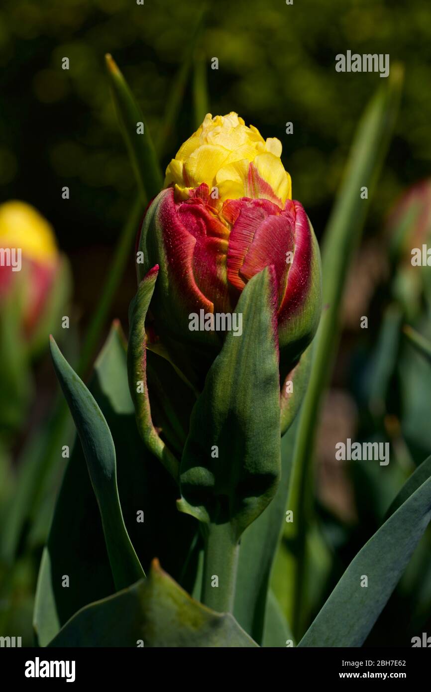 Tulip Ice Cream Banana Stock Photo Alamy