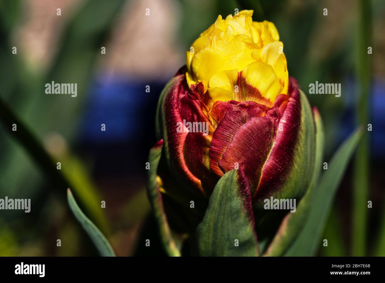 Tulip Ice Cream Banana Stock Photo Alamy