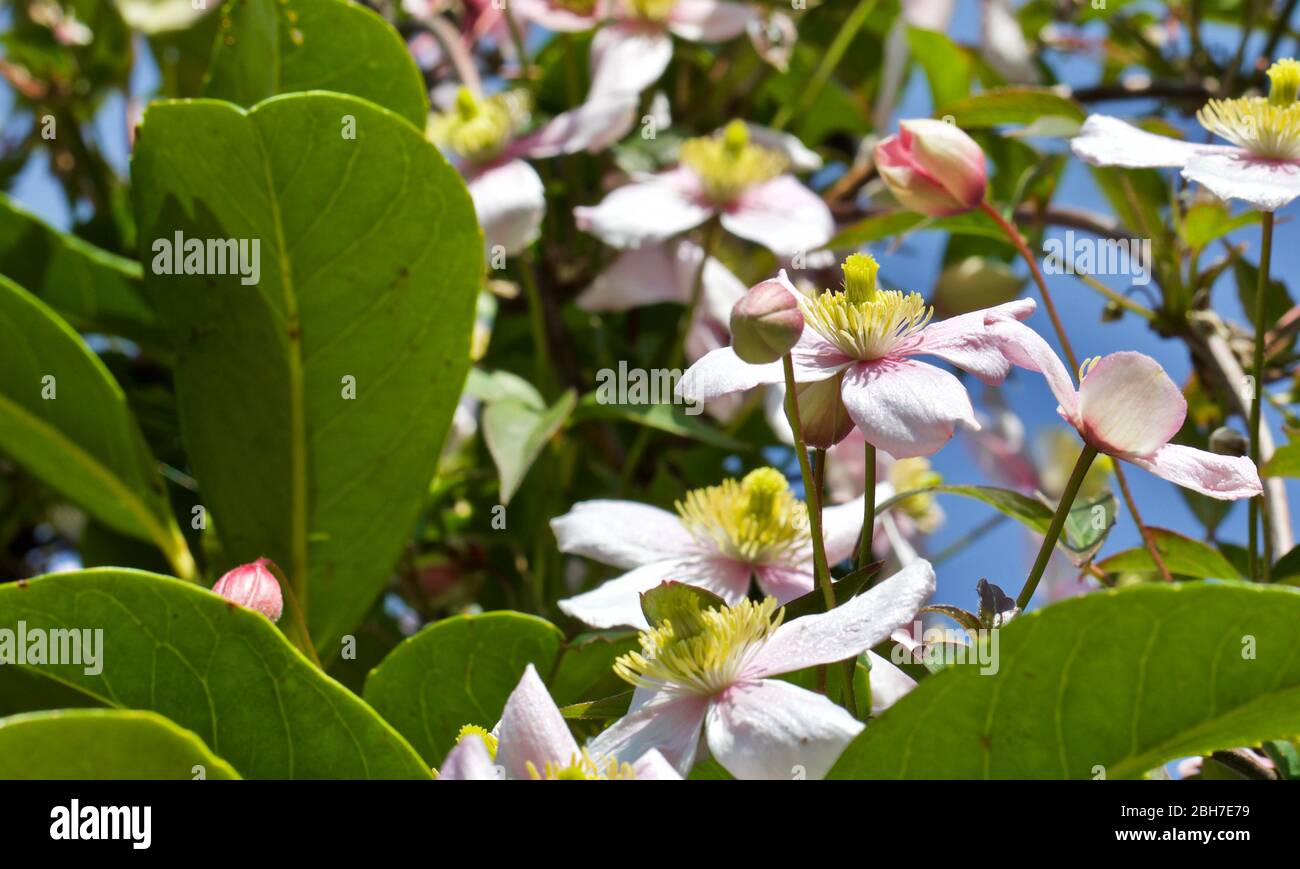 Clematis montana ‘Pink Perfection’ Stock Photo Alamy