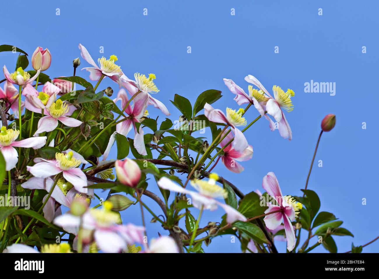 Clematis montana ‘Pink Perfection’ Stock Photo