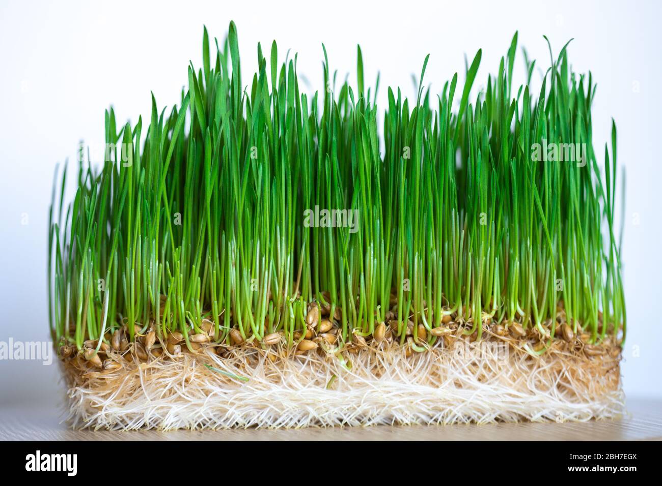 fresh green wheat sprouts,health concept Stock Photo