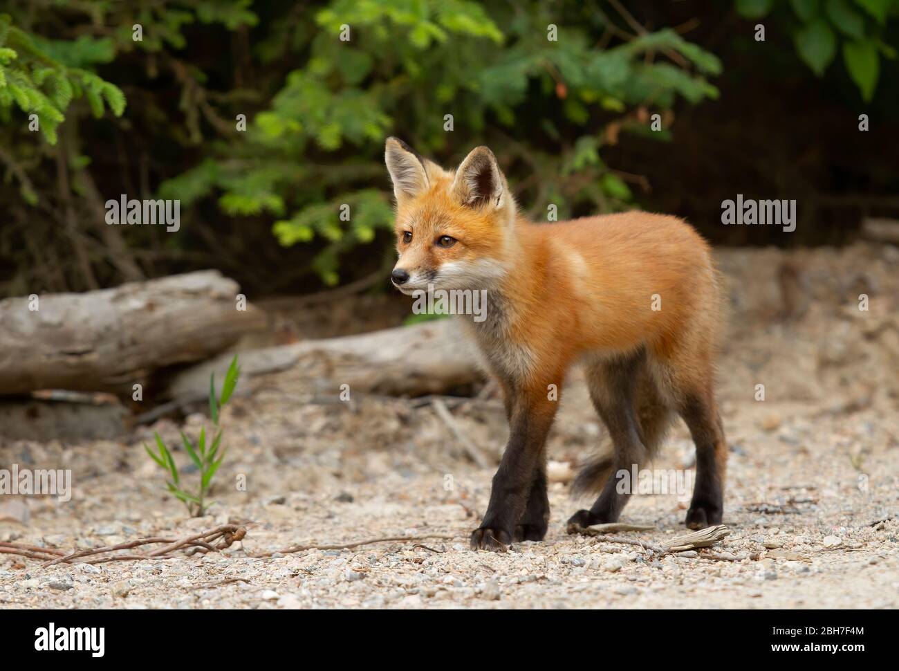 A Red fox kit (Vulpes vulpes) standing by the roadside in Algonquin ...