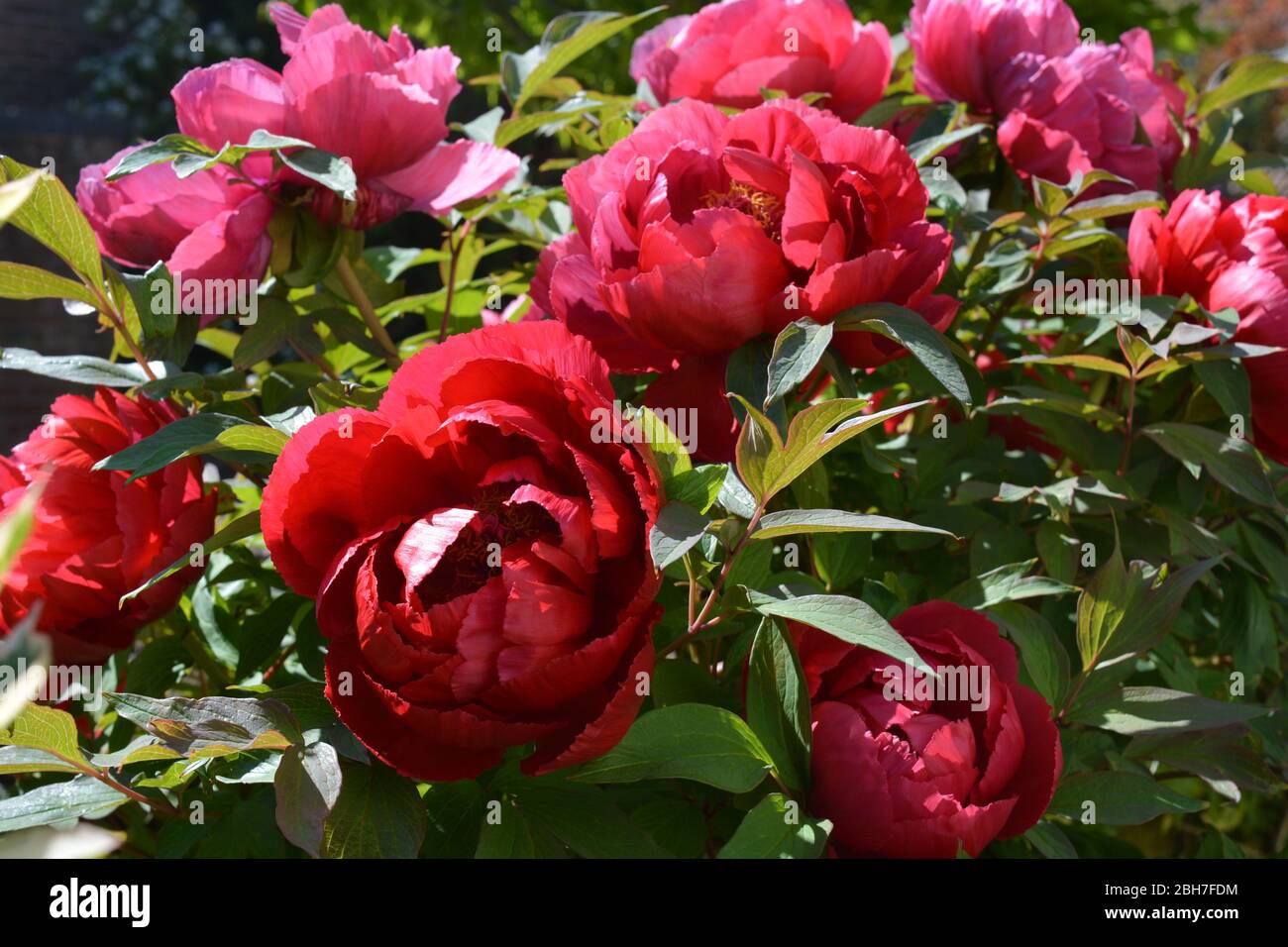 Tree peony, beautiful red flowers in Spring Stock Photo