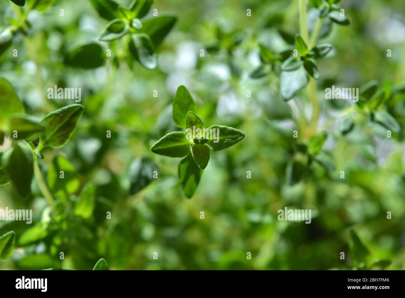 Thyme hires stock photography and images Alamy
