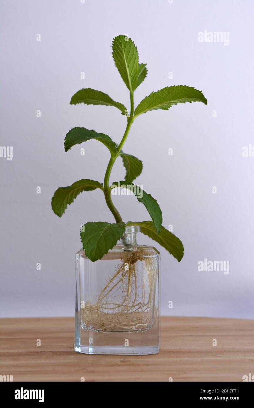 Growing spearmint, also known as Mentha spicata,  from a cutting Stock Photo