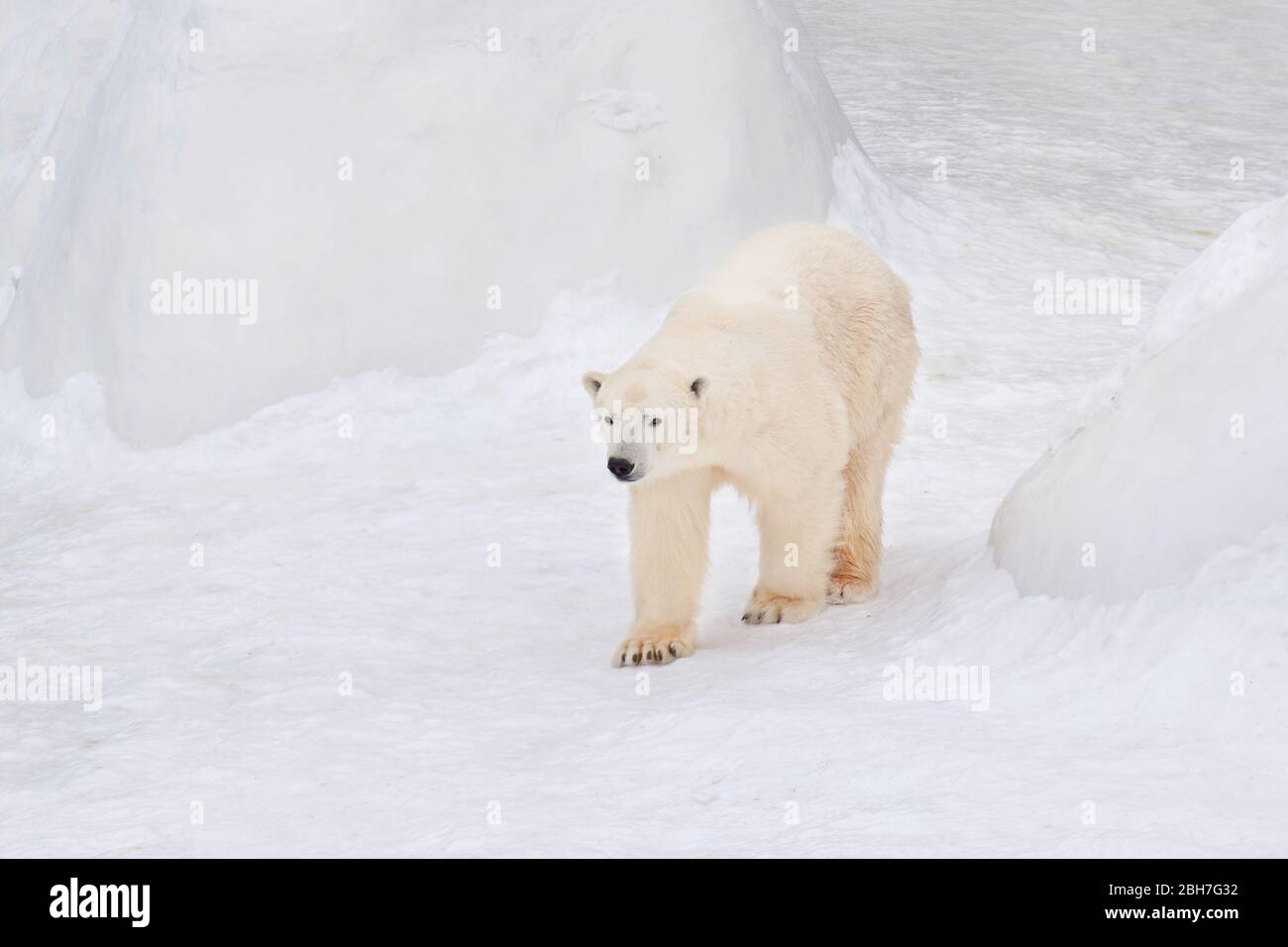 Large arctic bear is walking on white snow. Ursus maritimus or Thalarctos Maritimus. Animals in wildlife. Stock Photo