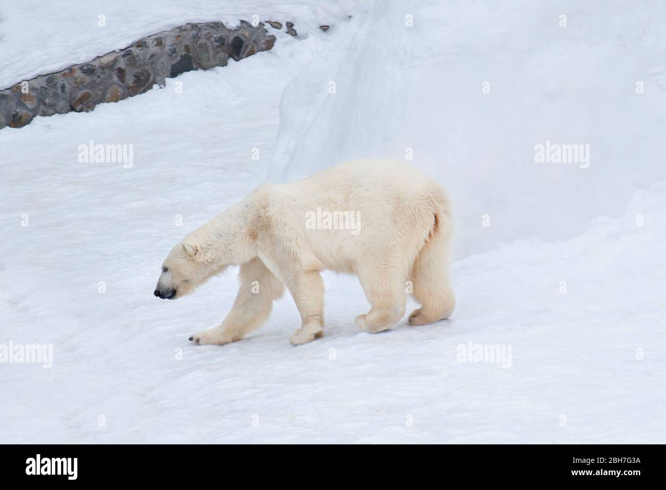 Large polar bear is walking on white snow. Ursus maritimus or Thalarctos Maritimus. Animals in wildlife. Stock Photo