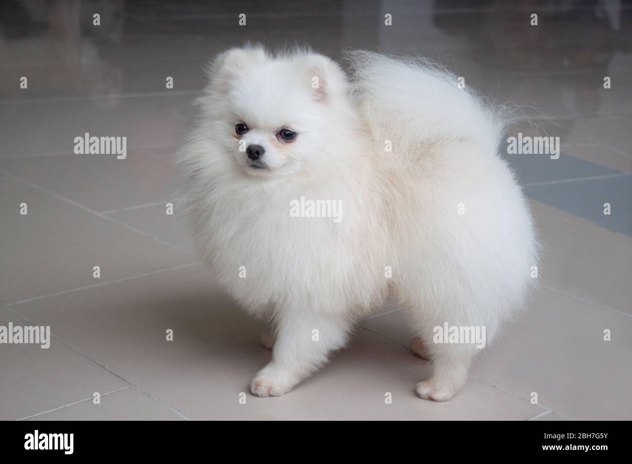 White Pomeranian High Resolution Stock Photography And Images Alamy