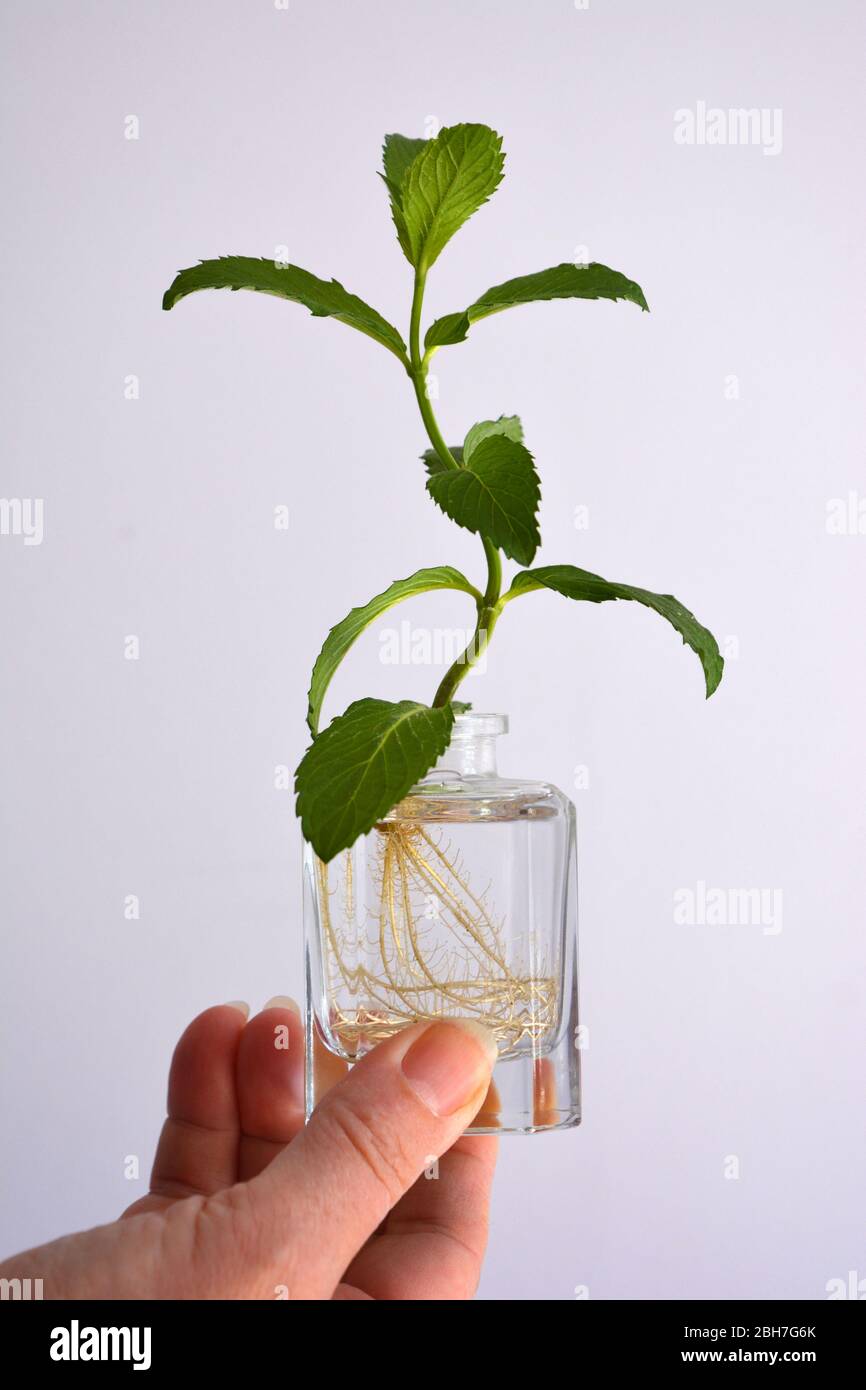 Growing spearmint, also known as Mentha spicata,  from a cutting Stock Photo