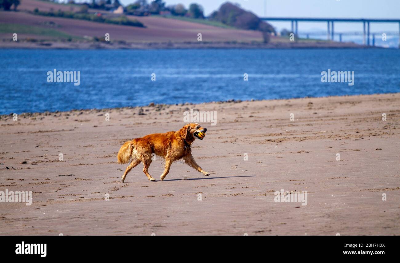 Are Dogs Cooler With Long Hair