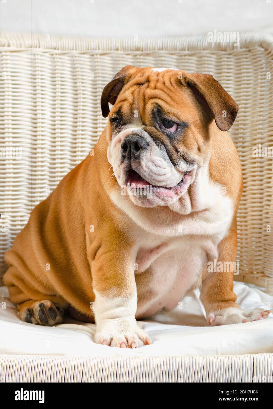 background english bulldog puppy Red-haired with white colored setting on the Stock Photo - Alamy