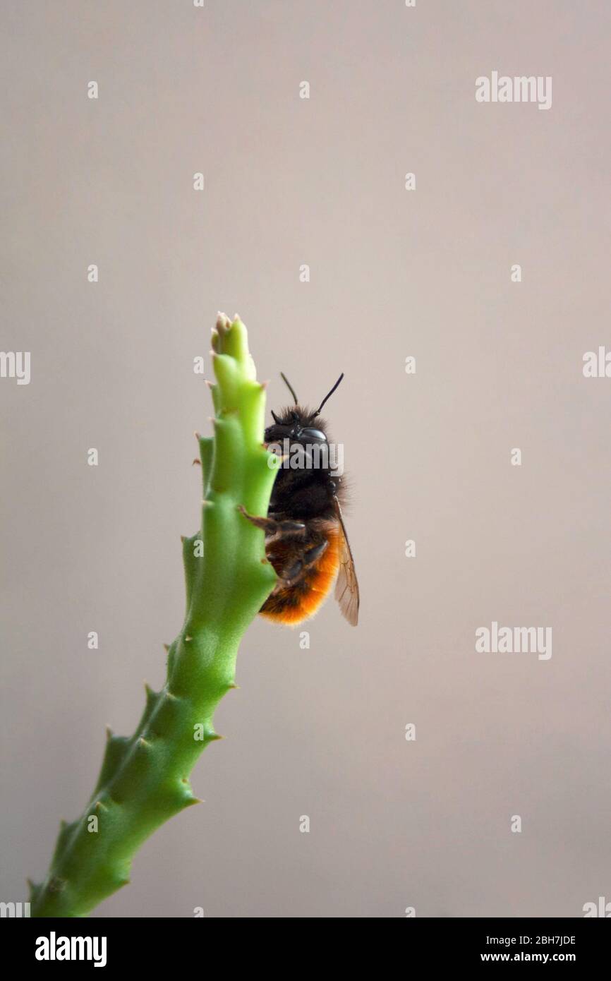 Spring bee climbing to the top of huernia succulent plant branch close up Stock Photo