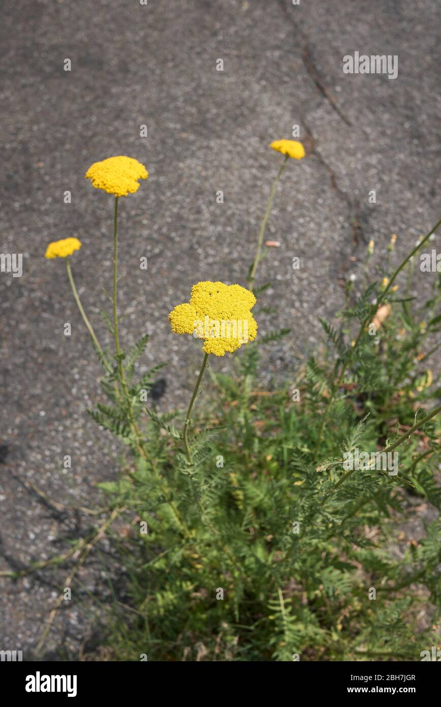 Achillea filipendula yellow flowers Stock Photo